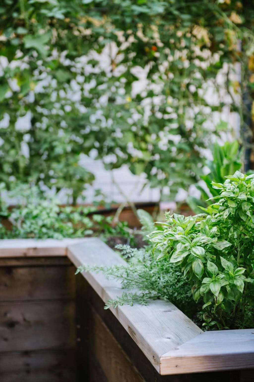 Backyard Eats