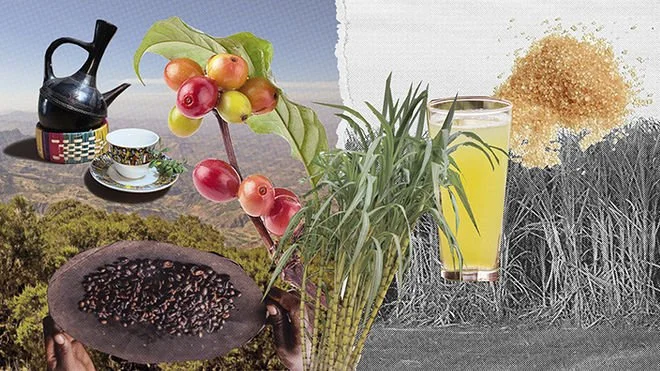 Plants as Artifacts: Living Practices of Sugar and Coffee with Herban Cura
Bard Graduate Center, 2022
