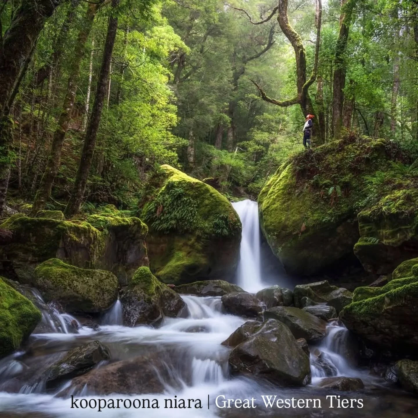 The lush temperate rainforests of the Great Western Tiers contain abundant and pristine waterways that flow like an ancient circulatory system through the wilderness.

📷 Beautiful photo by @oliver.whone 🌿 
_______________
#DiscoverTasmania #GreatWe