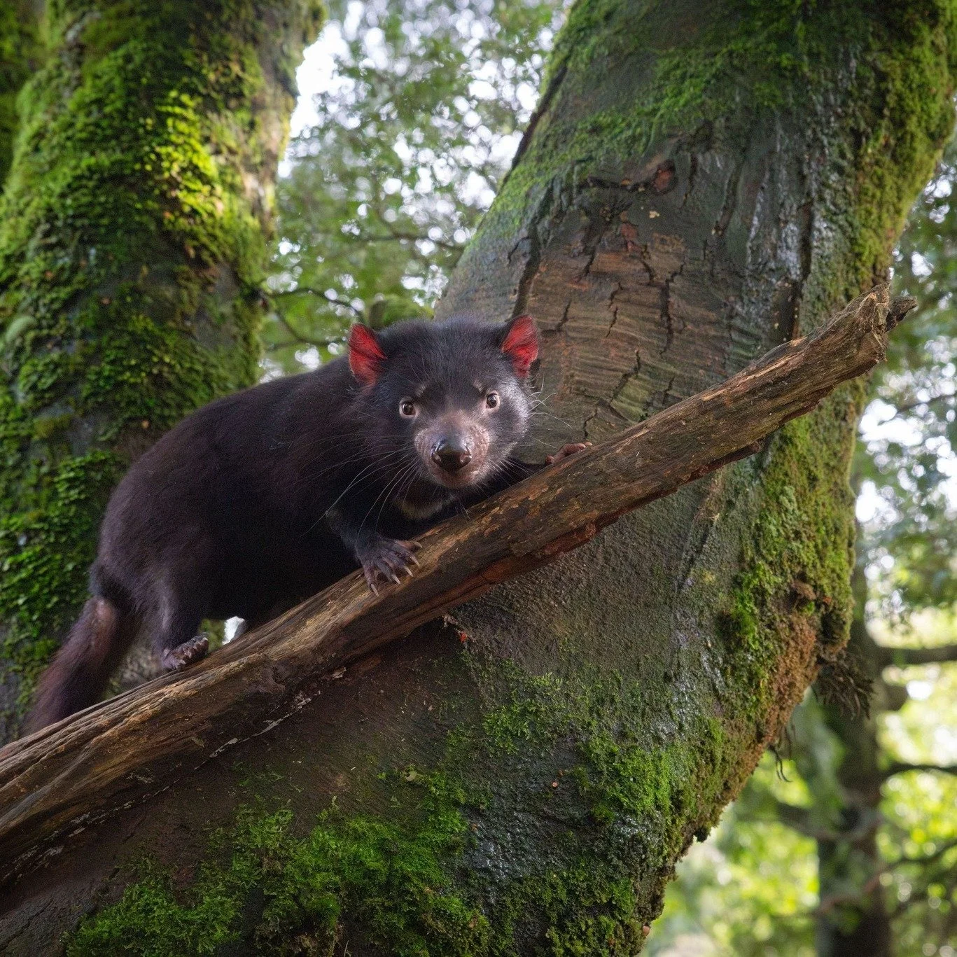 We’re super stoked to confirm we have a population of Tassie devils.
Our trail cam recently captured devils on three occasions in the bushland behind the cottage. 
We also have a platypus in our big dam, a quoll den near the main house, and a