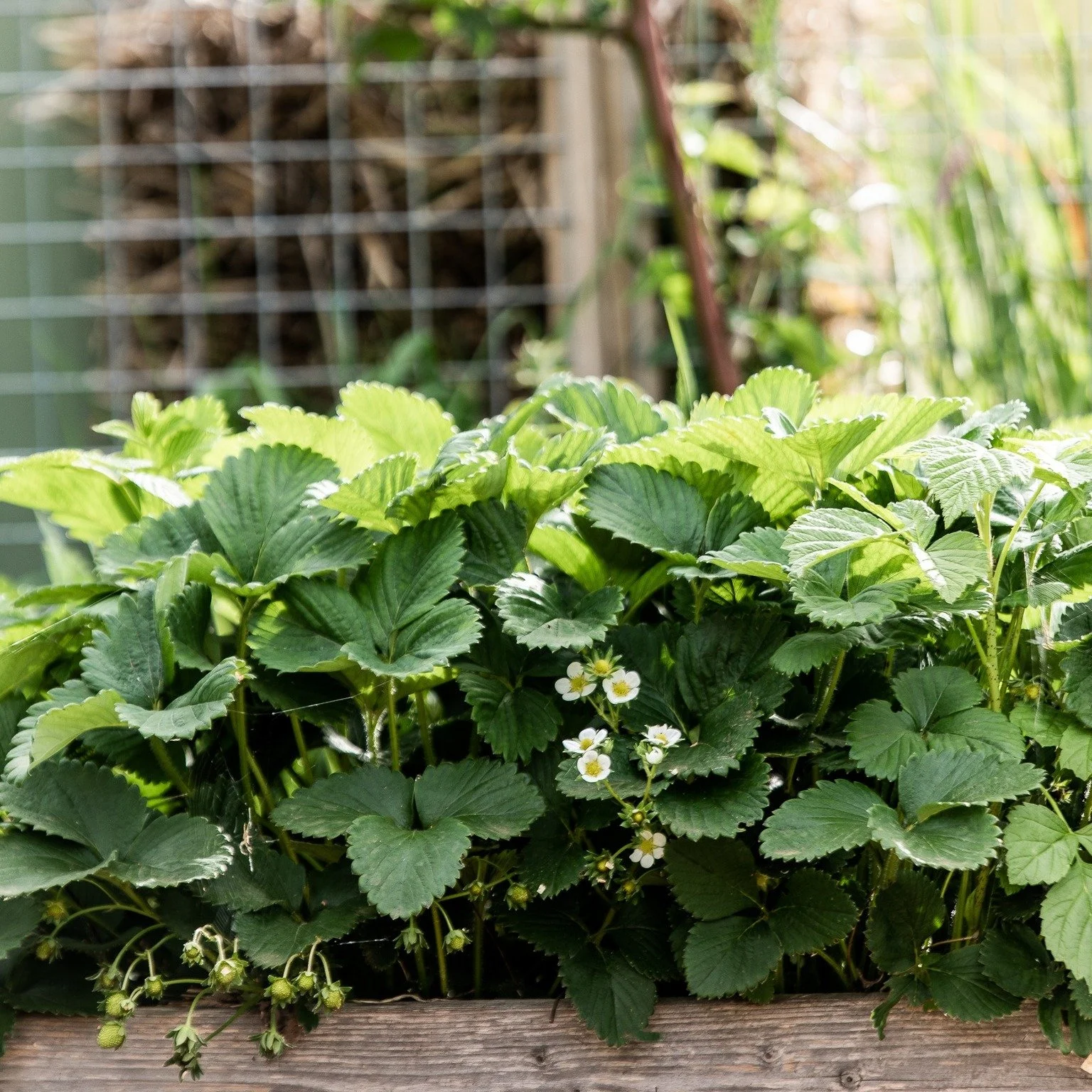 Veg Mahal is responding happily to the warmth with raspberries, heritage thornless blackberries, strawberries, blueberries, gooseberries, and red and black currants busily producing new growth for a summer berry bounty. 

Pull up a chair on the veran