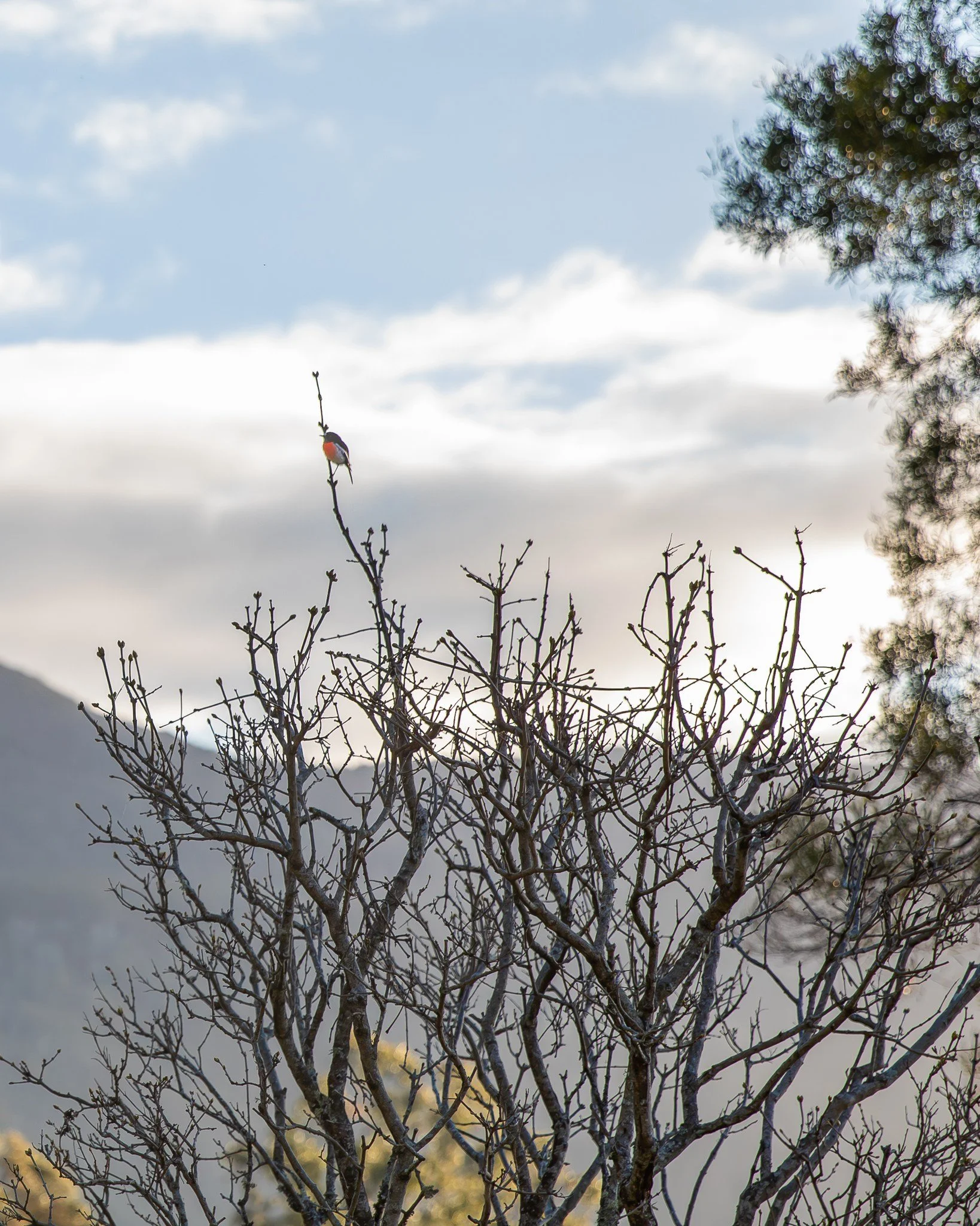 A flame robin perches on an old lilac bush. 

Welcome swallows return from their northernly sojourn to refurbish their feather and daub nests under the eaves of the verandah. These nests are multi-generational and ancient in bird time.𓅪

They will r