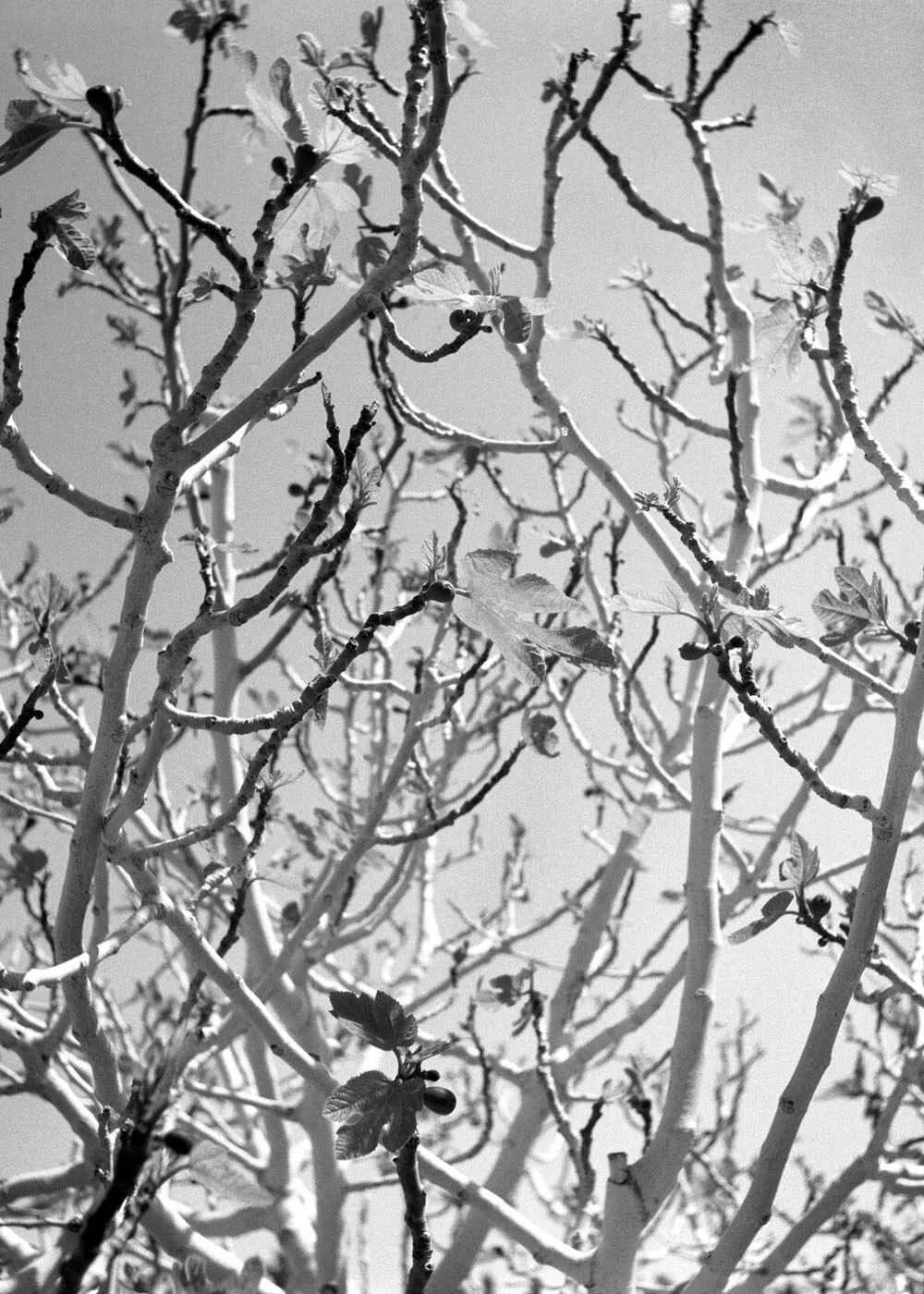 invit_branch-copy.jpg