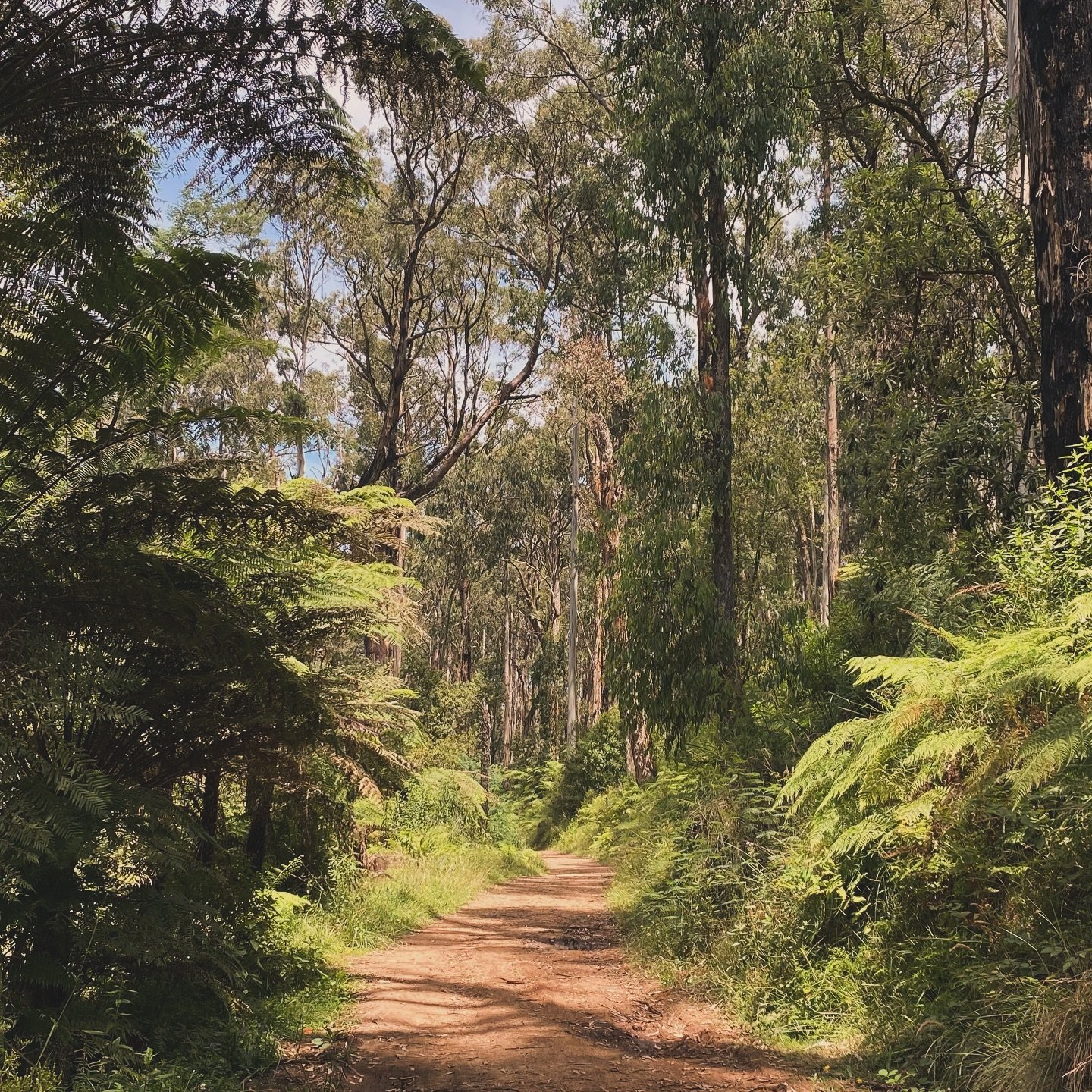 🖤 💛 ❤️

Today and every day we pay our respect to the Traditional Custodians, the Wurundjeri people on who&rsquo;s land we call home.