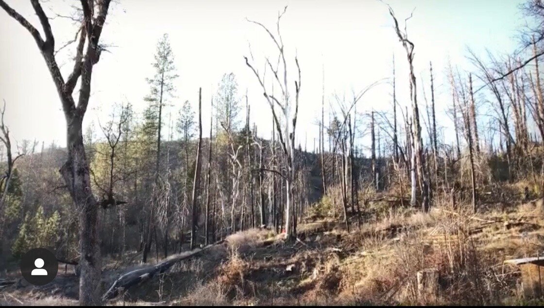 Work Weekend: Forest Management and Gathering Poles for Tipi Construction