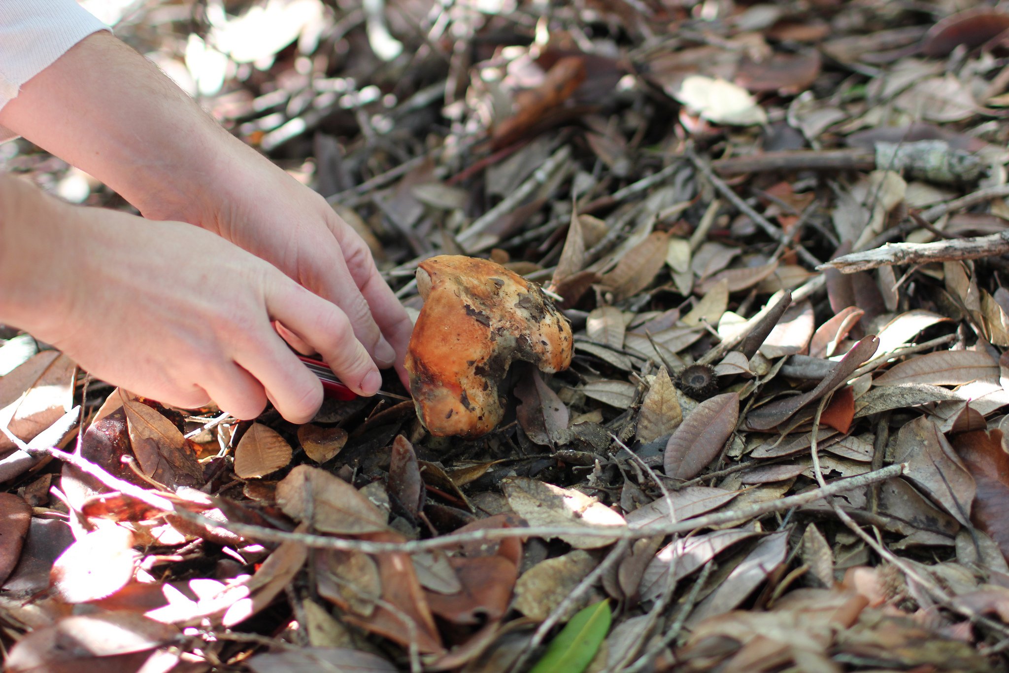 Intuitive Foragers Hike at Big Trees State Park
