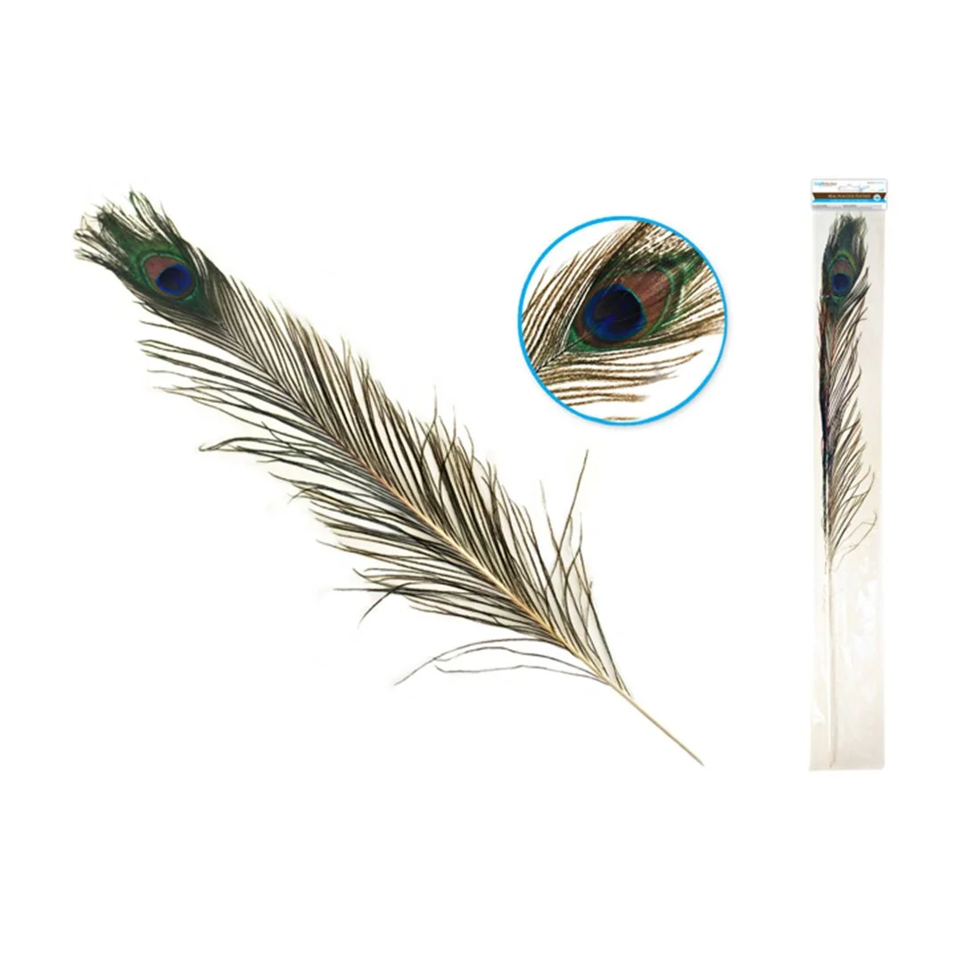 Feather Craft: Real Peacock Feather