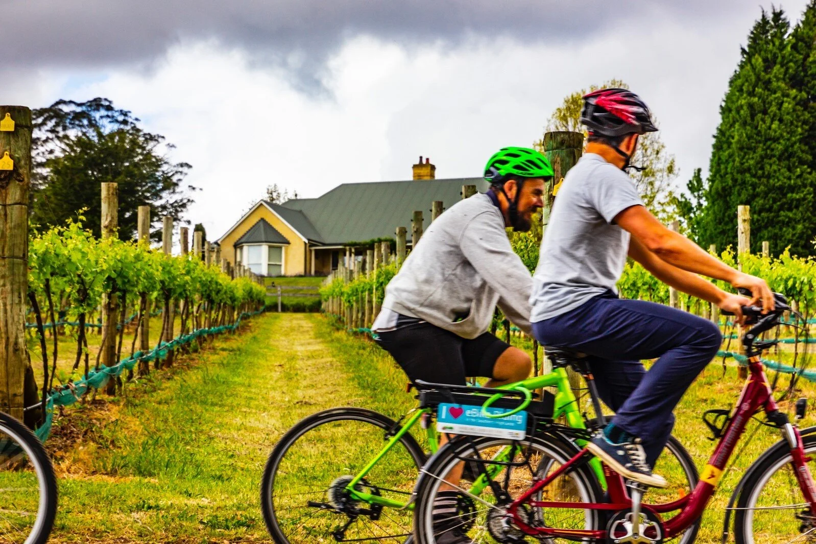 a group of cyclists riding beside a vineyard