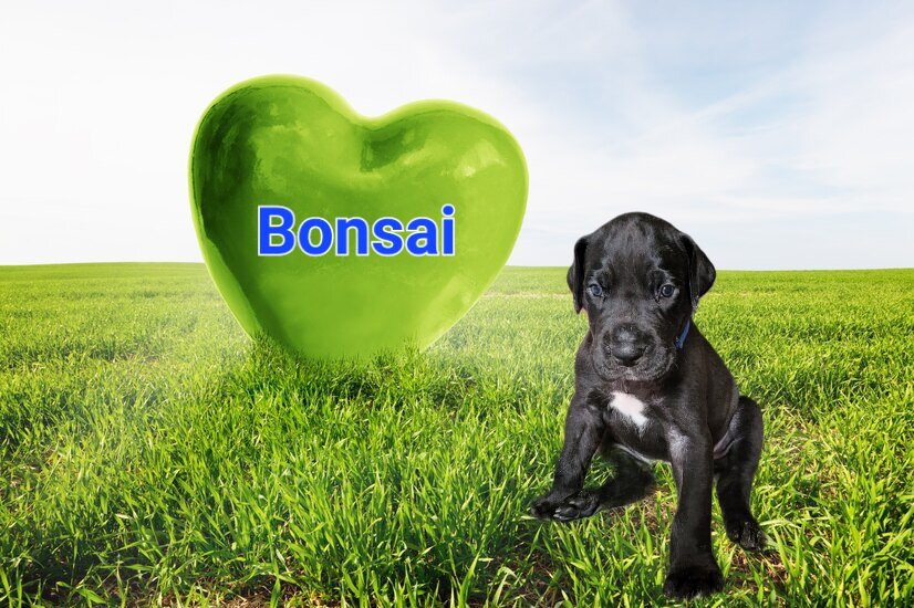 Bonsai.jpg