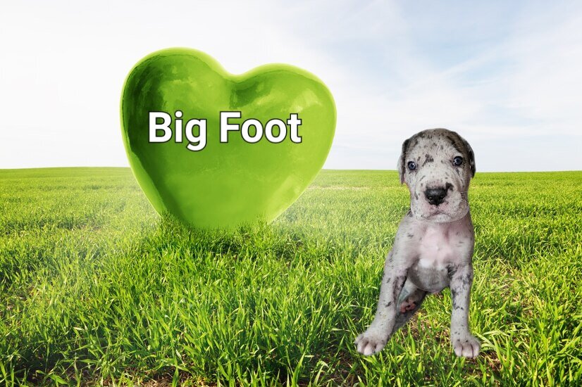 Big Foot.jpg