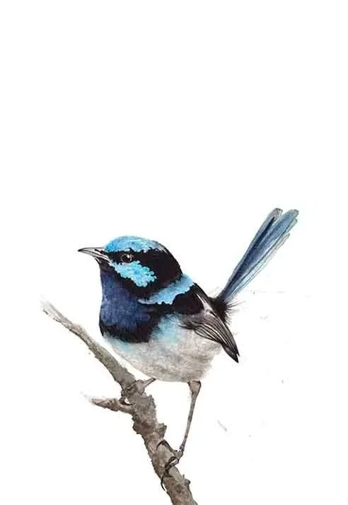 Bob+_+Blue+Wren_Superb+Fairy+Wren_Watercolour+Fine+Art+Print-2.jpg
