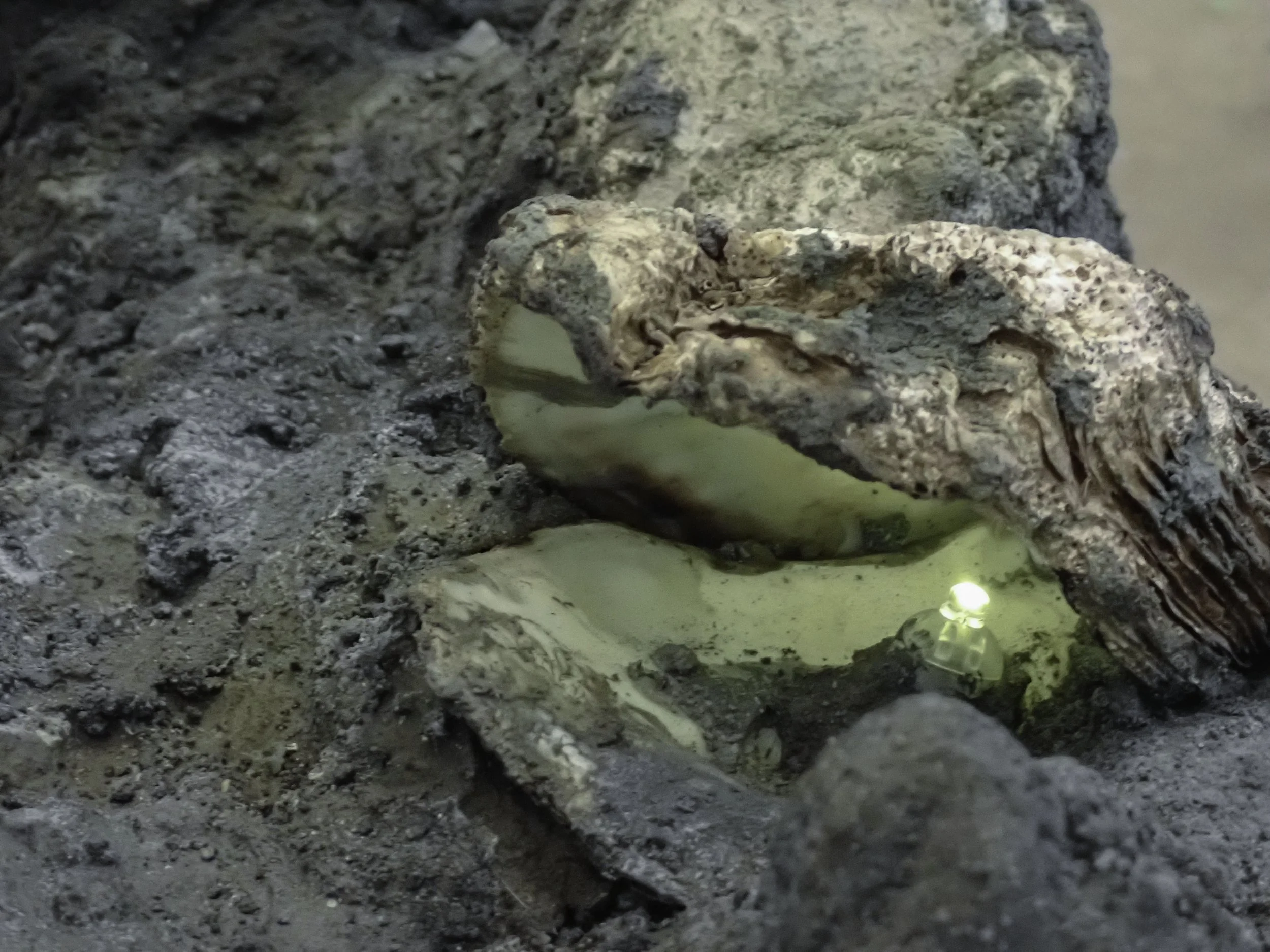 oyster cave 1.jpg