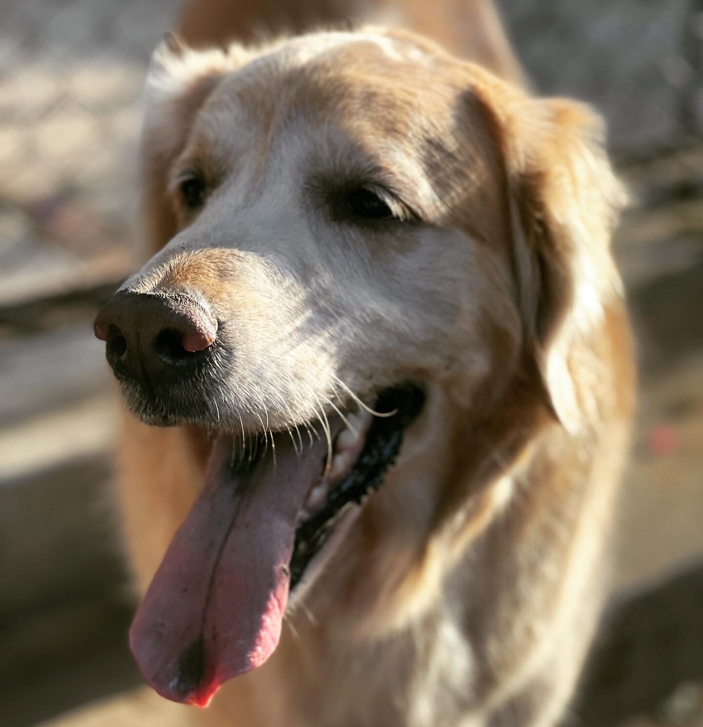 This is Scooby. This is his first appearance on my Insta page. Please welcome him. #dog #dogsofinstagram #doglovers #dogs #retriever