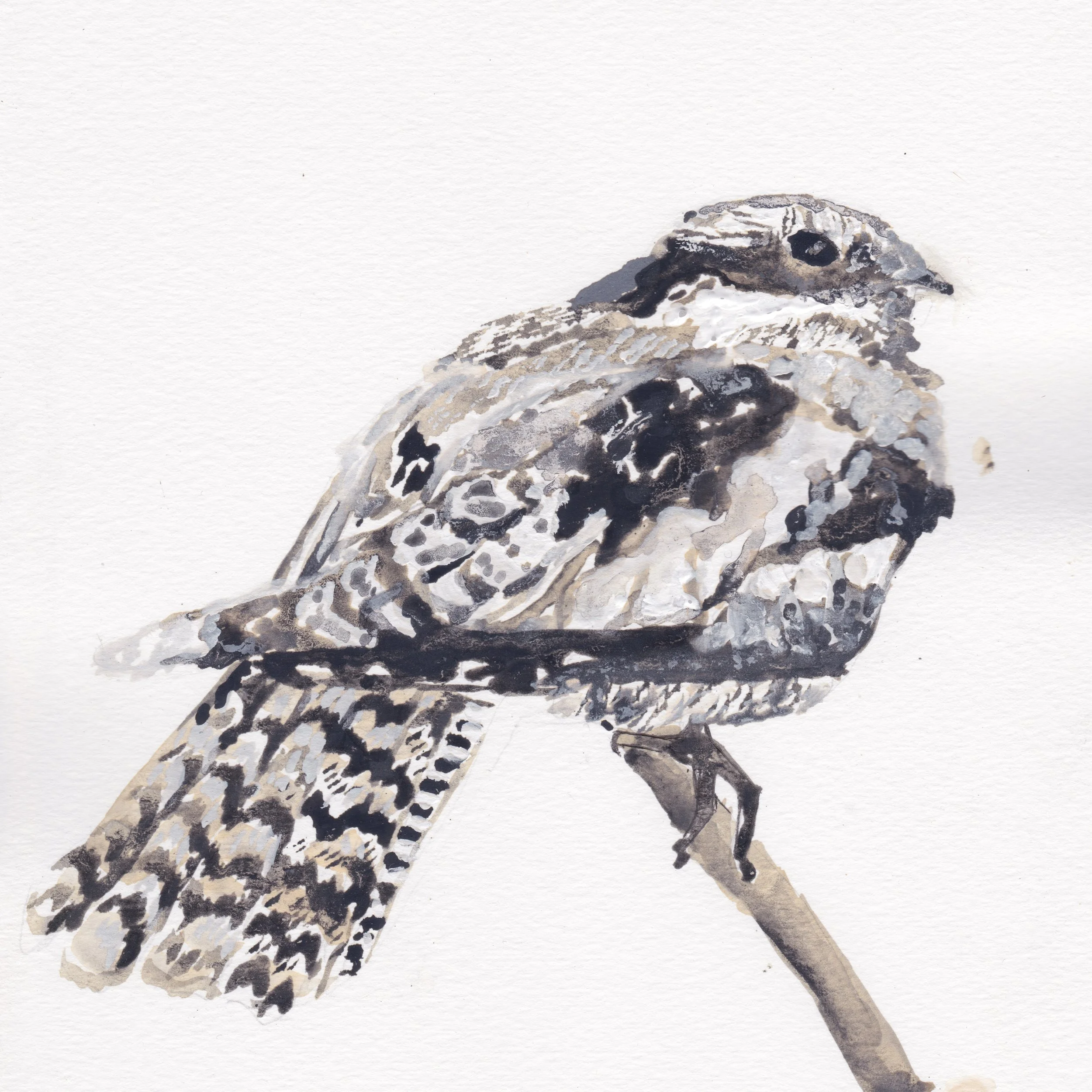 nightjar_1.jpg