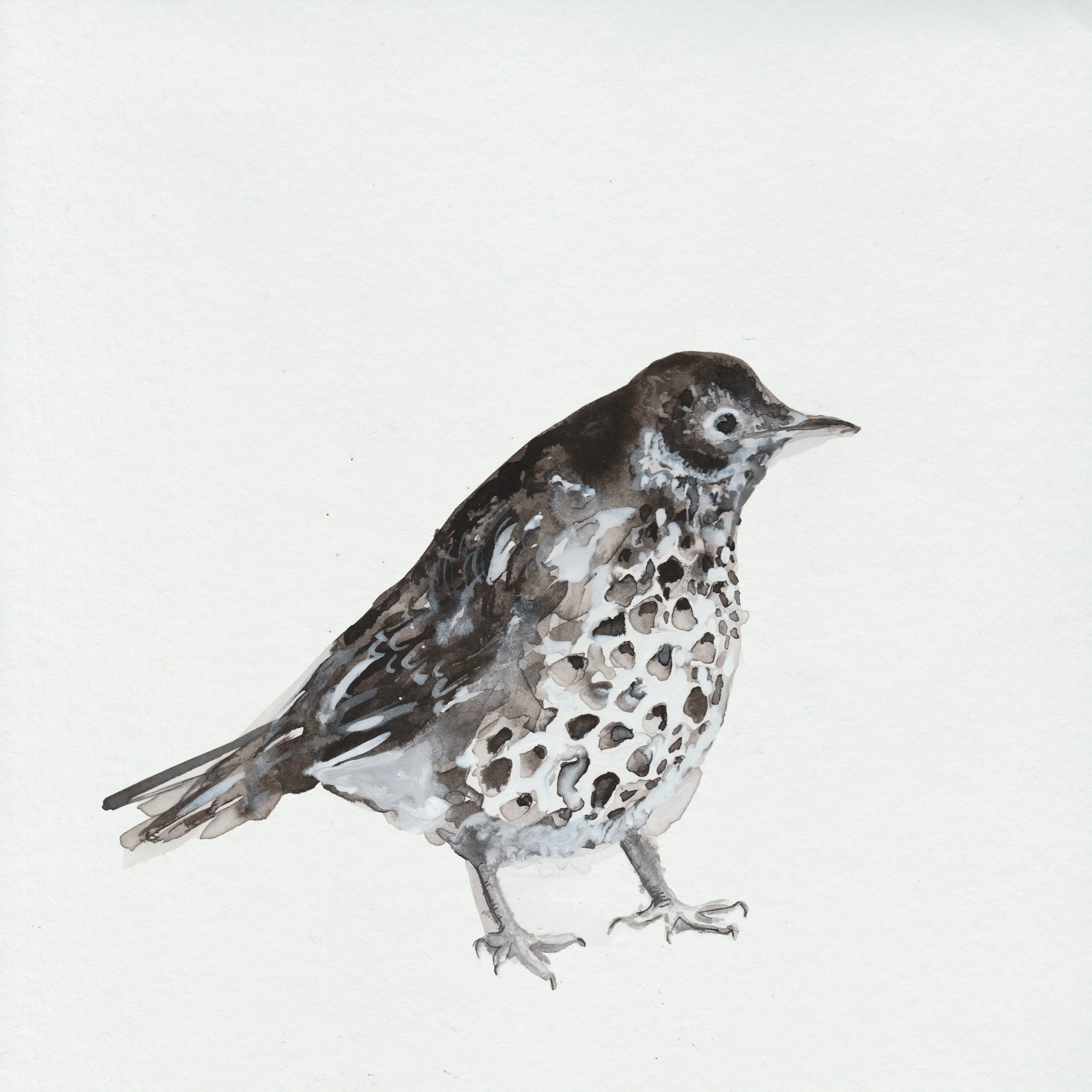 Thrush art work_1 (dawn chorus)_2.jpg