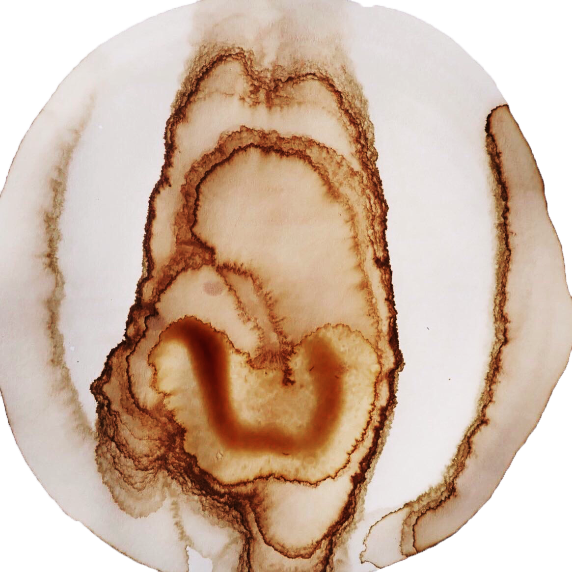 SPRING/SUMMER — ink made from rhododendron