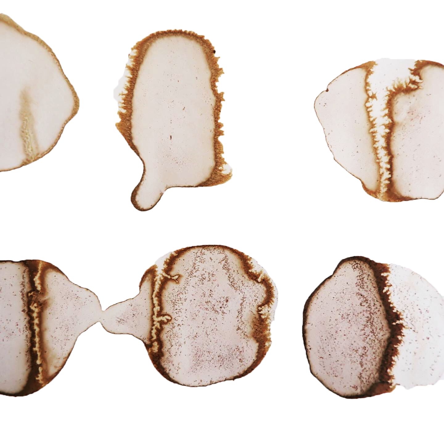 SPRING/SUMMER — ink made from lilac petal