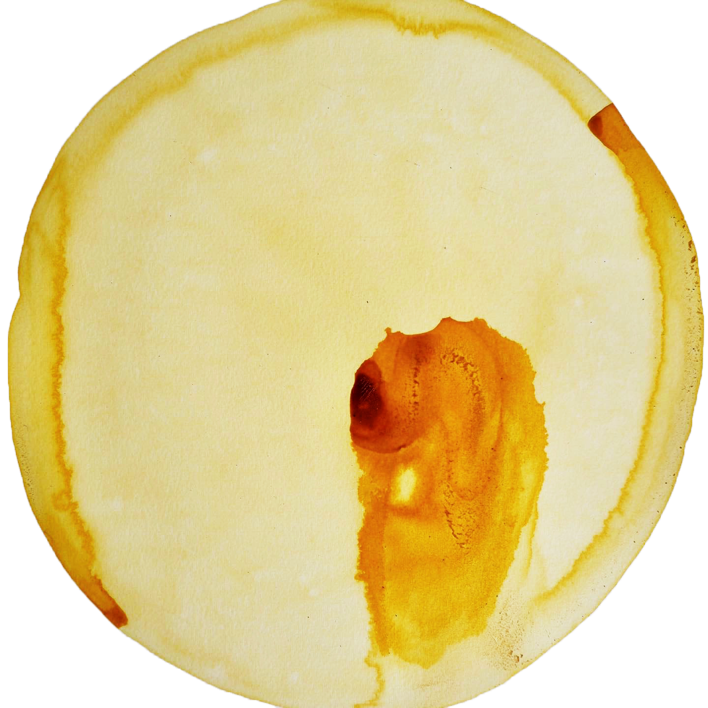 SPRING/SUMMER — ink made from primerose, danelion and scbious