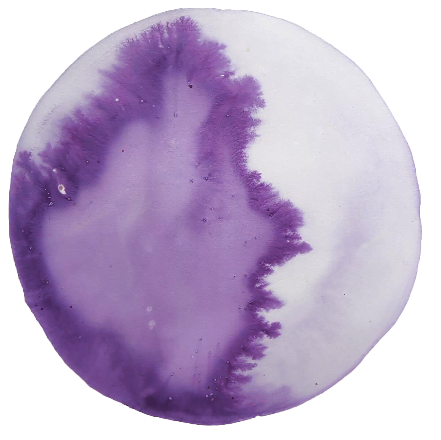 SPRING/SUMMER — ink made from cardoon and elderberry