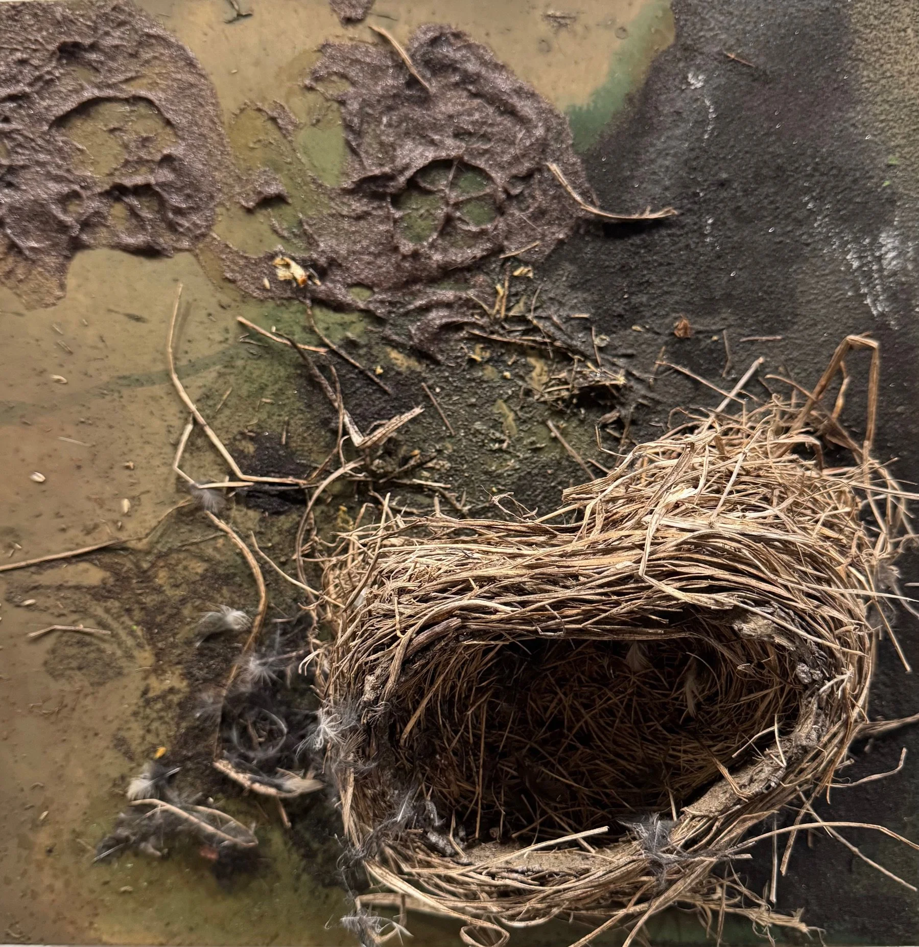 Noreen Dean Dresser, "CAT Hunters Roulette in a Gamed Garden"