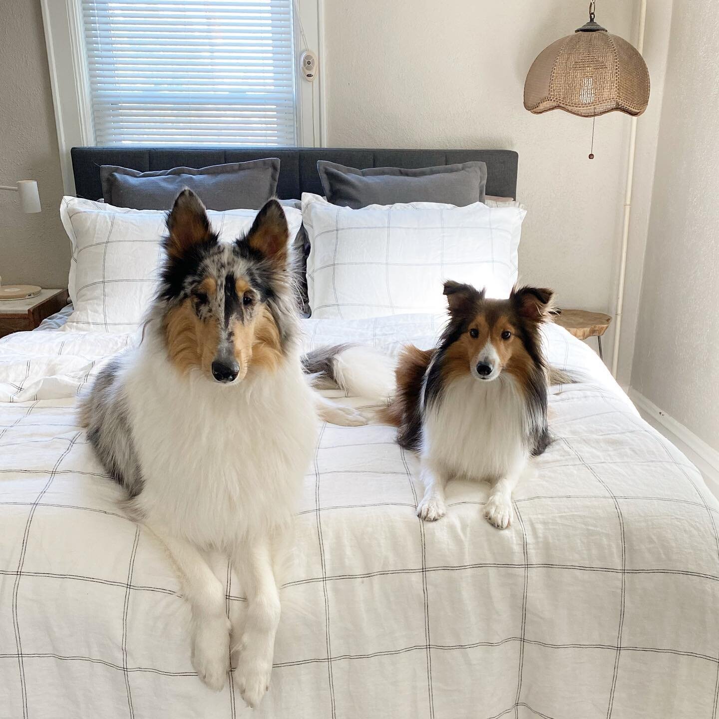 Happy International Dog Day! 🐕🐩🦮🐕&zwj;🦺

These are my babies! 
Honey(rough collie) is my big girl who is actually the baby of the fam and Luci&aacute;(sheltie collie) is the little/big sister. They are definitely showstoppers. My husband and I n