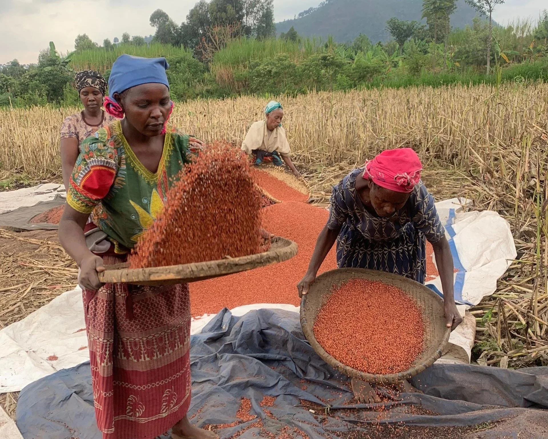 Seeds of Change Multiply