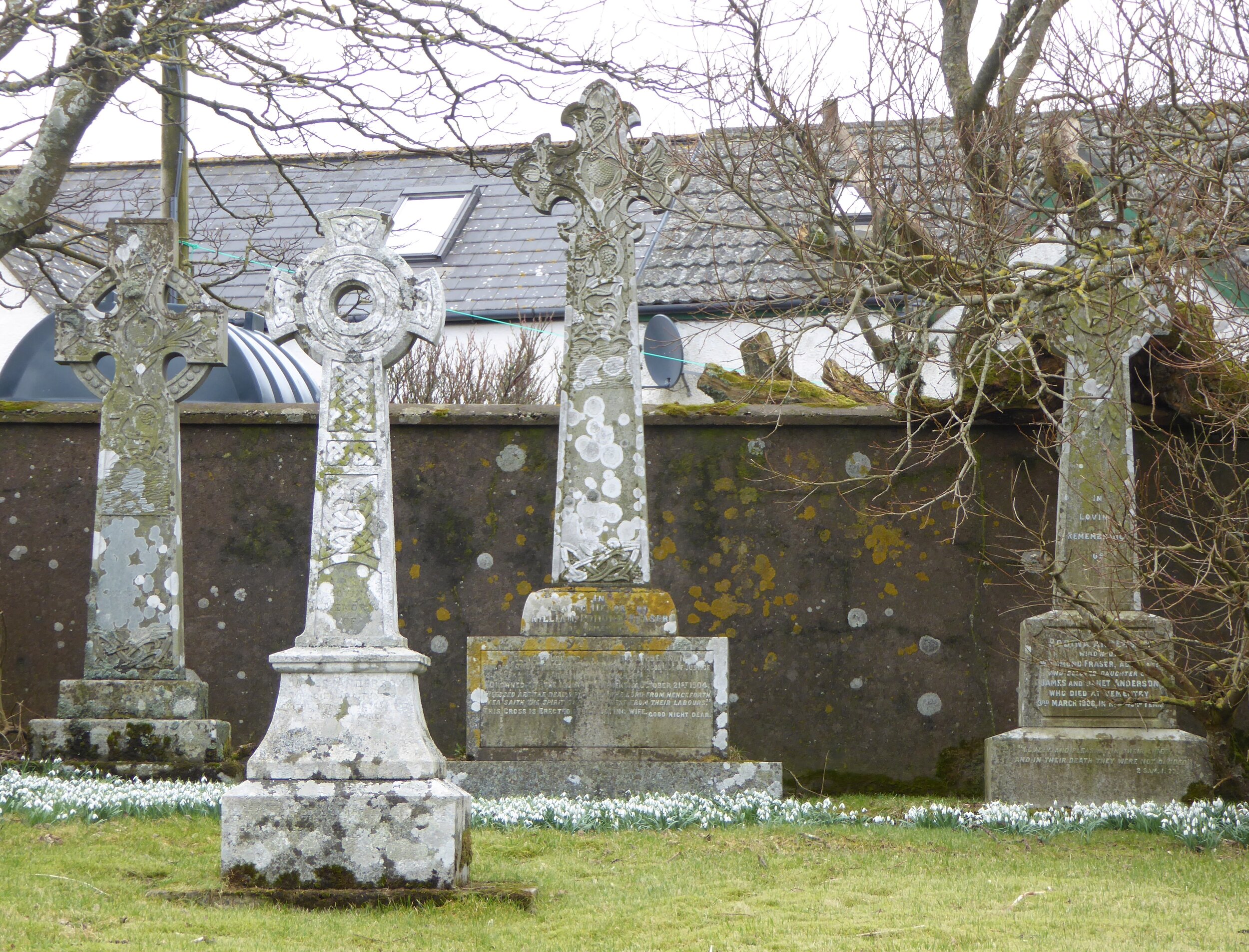 Signs of spring: snowdrops in the old kirkyard, mid-February.