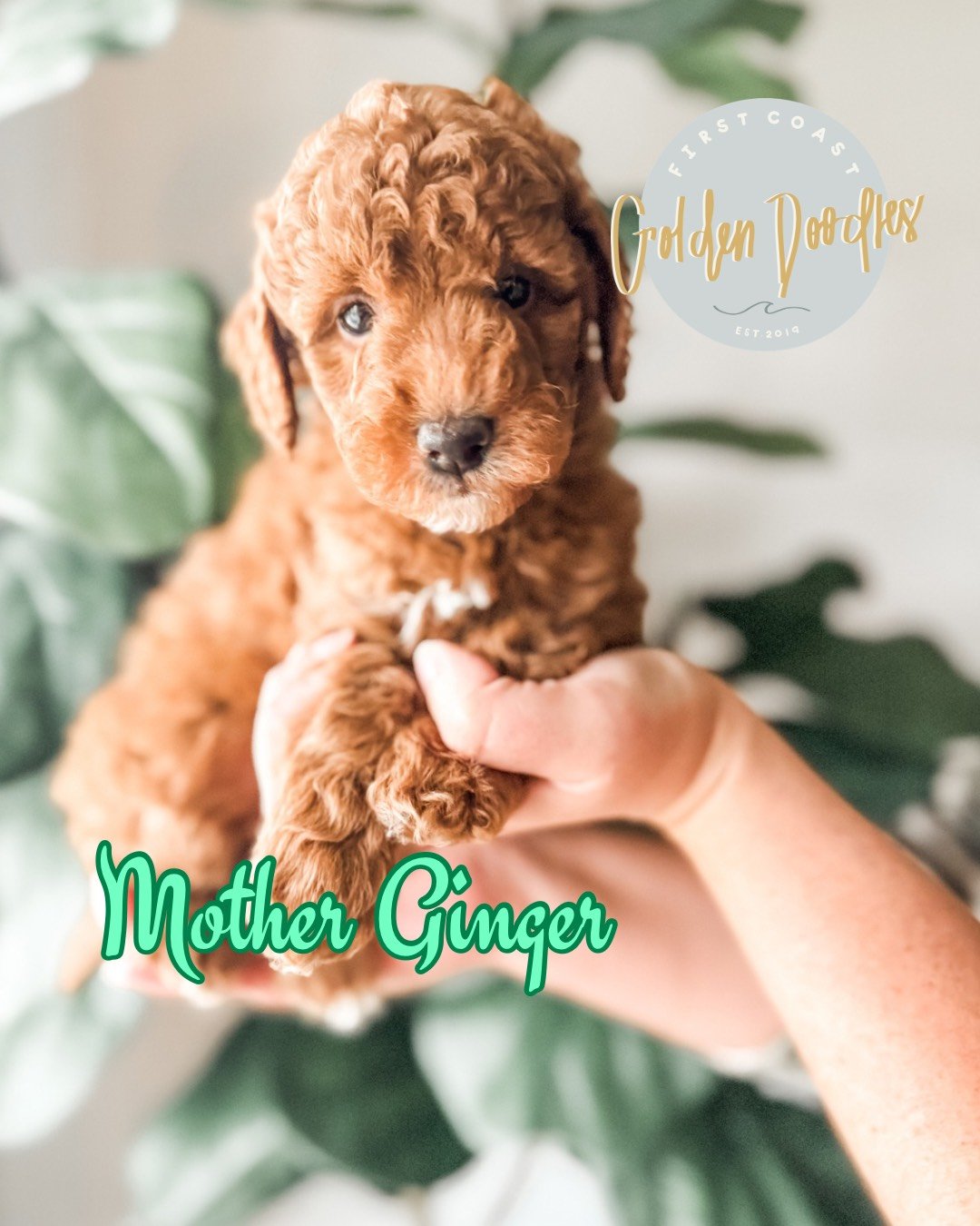 Sugar Plum Fairy - 7.png