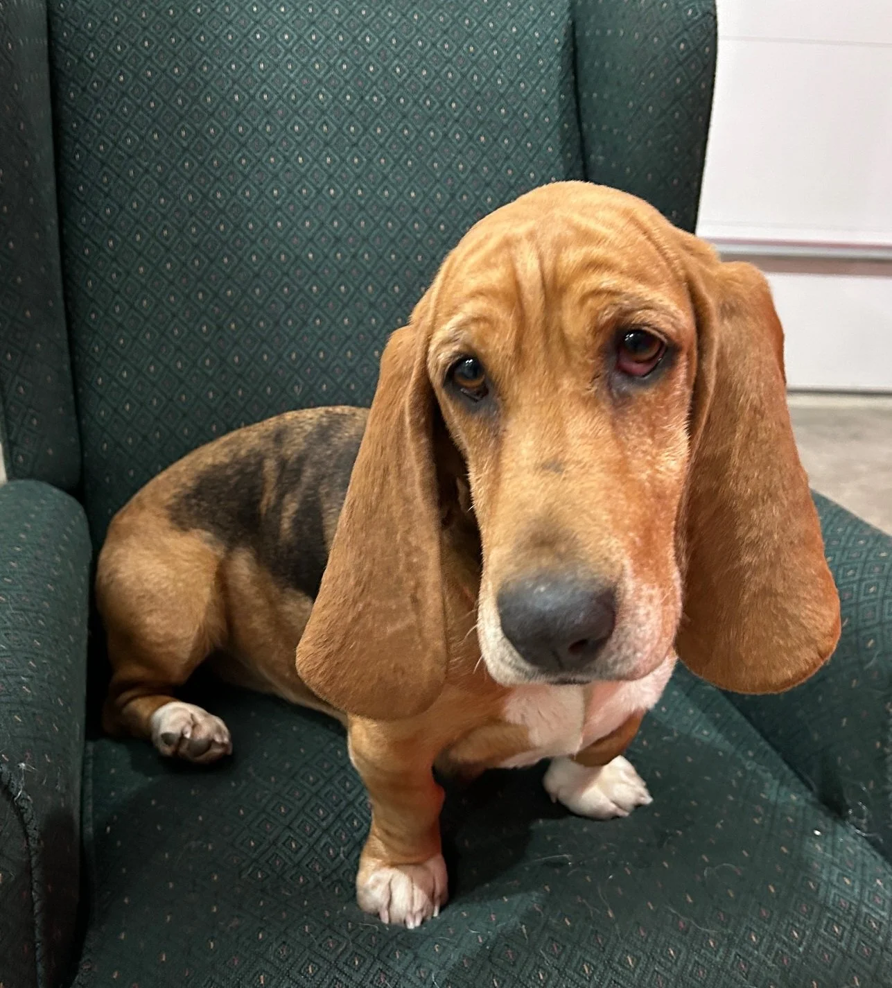 Basset Hounds Bassets To Be Rehomed Basset Hound Rescue Midwest Sales