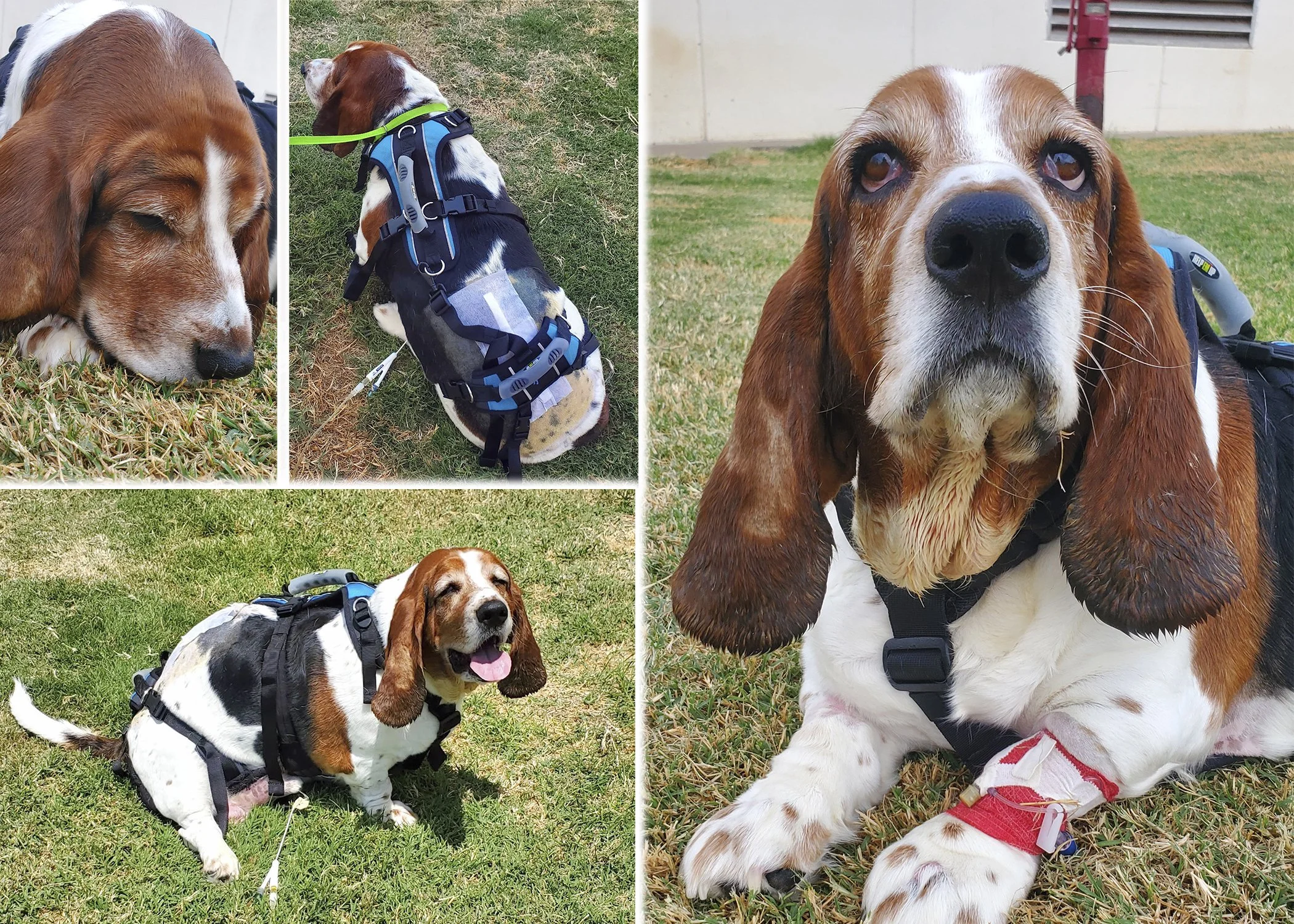 Guardianangelbassetrescue Guardian Angel Basset Hound Rescue