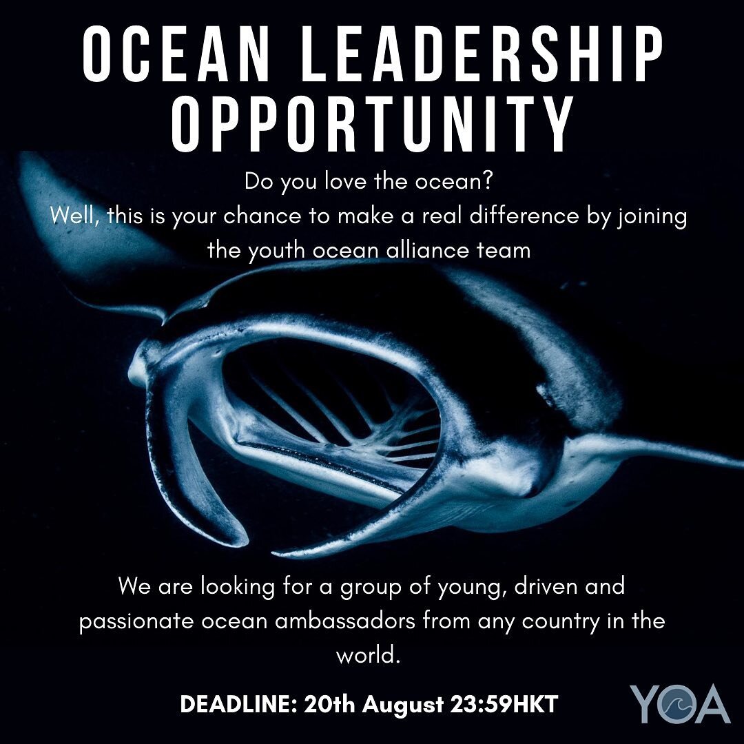 We are so excited to inform that we are looking for people to join us! Please use these QR codes to apply and share this post with anyone you think may be interested! 💙🐋🌊
&bull;
&bull;
&bull;

#ocean #mantaray #whales #dolphins #seaturtles #oceanc