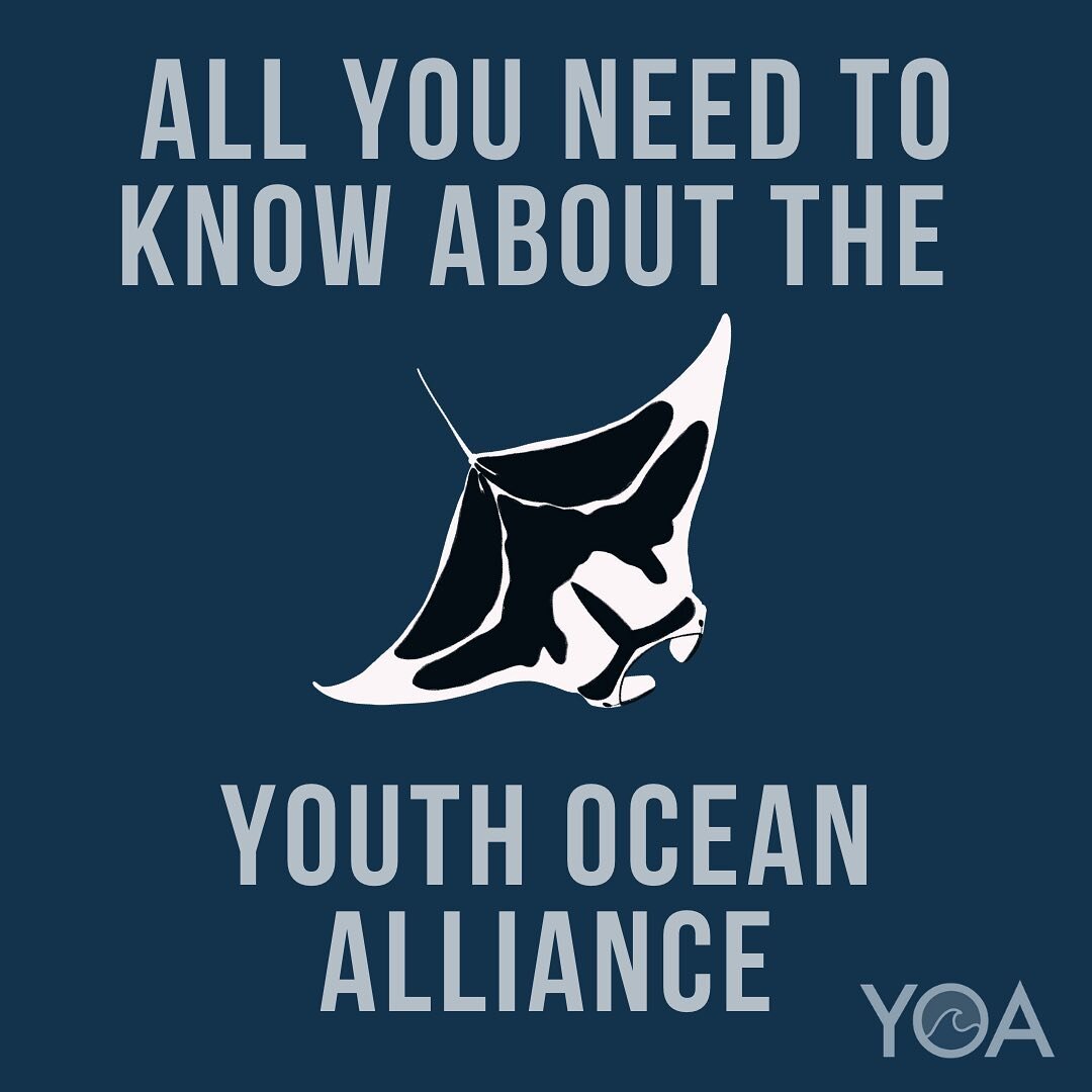 Please check out the information on the Youth Ocean Alliance, we will be releasing application forms soon for people to become a part of the ocean alliance. 🌊🐋
&bull;
&bull;
&bull;
#ocean #youthoceanalliance #chasingcorals #mantaray #oceanambassado