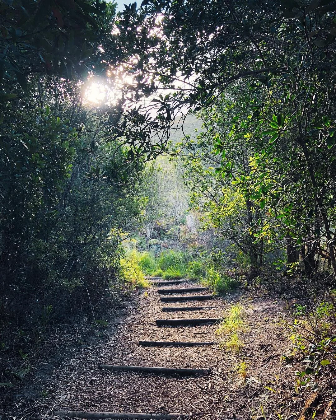 okay google, play forest sounds. 🧘🏻&zwj;♀️🌱