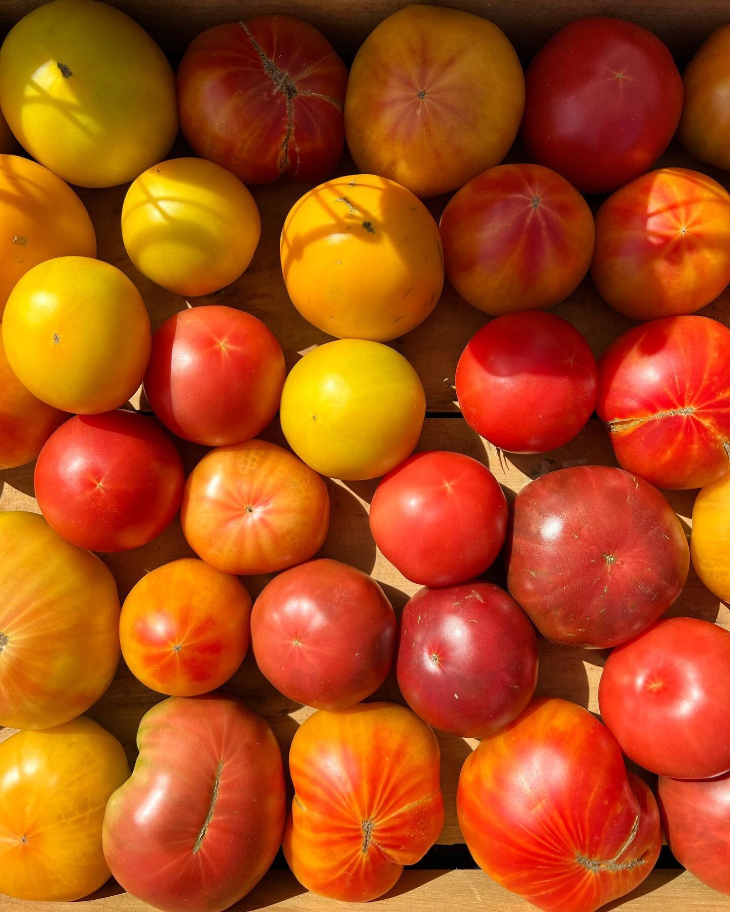 Our Produce is GLOWING!

Come down to Paxton Avenue tomorrow morning at 8:30 am till 1 pm for your pick of August&rsquo;s bests.