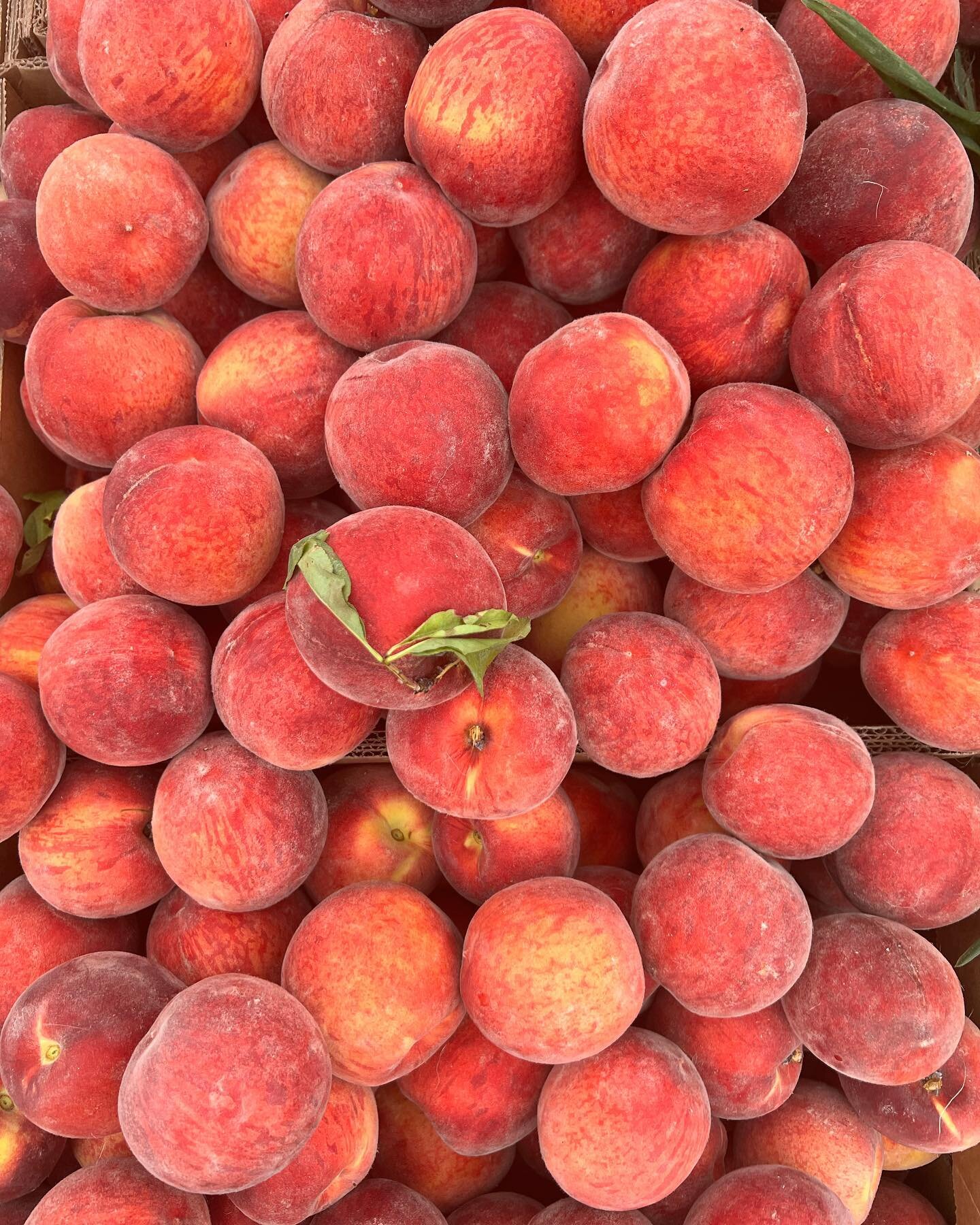 Who&rsquo;s excited for peaches ?

 🫢🫠

Summer is sweeping the market as July trudges on. Be there bright and early this Saturday for your pick of the stone fruits, summer squash, basil bunches and more!