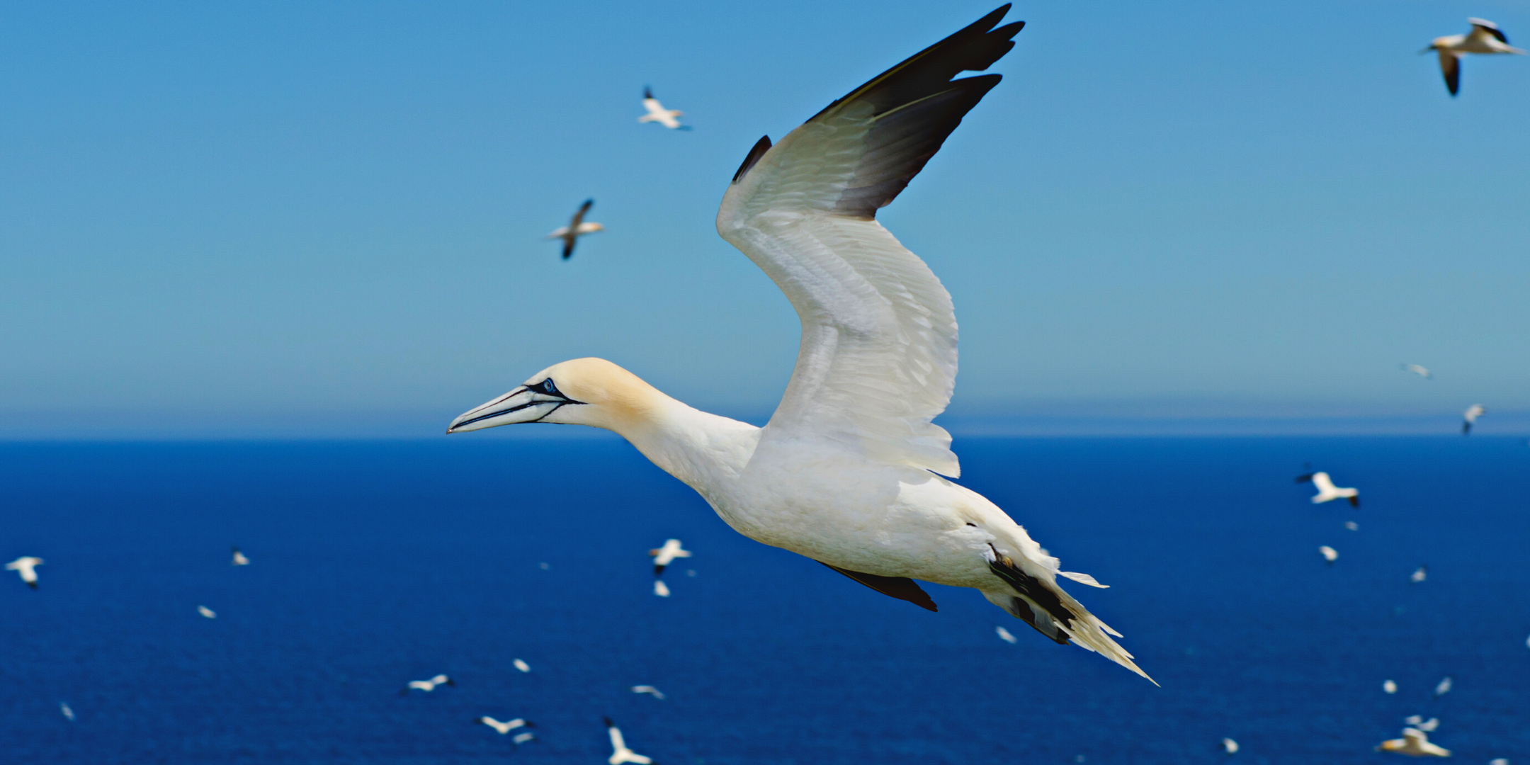 Winter Bird Walk