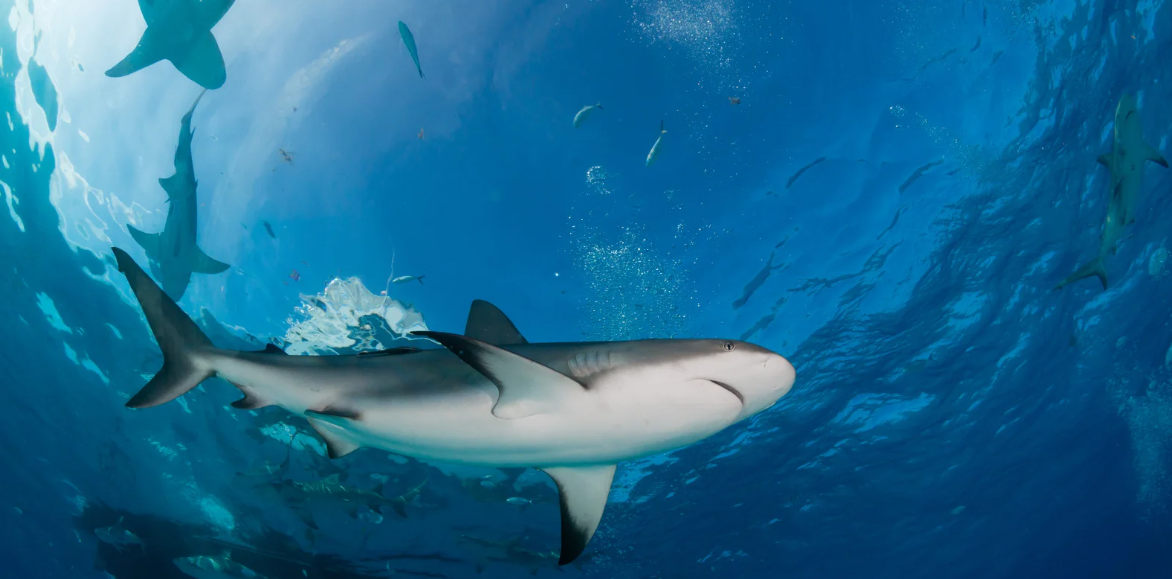 Shark Week with Sharks4Kids