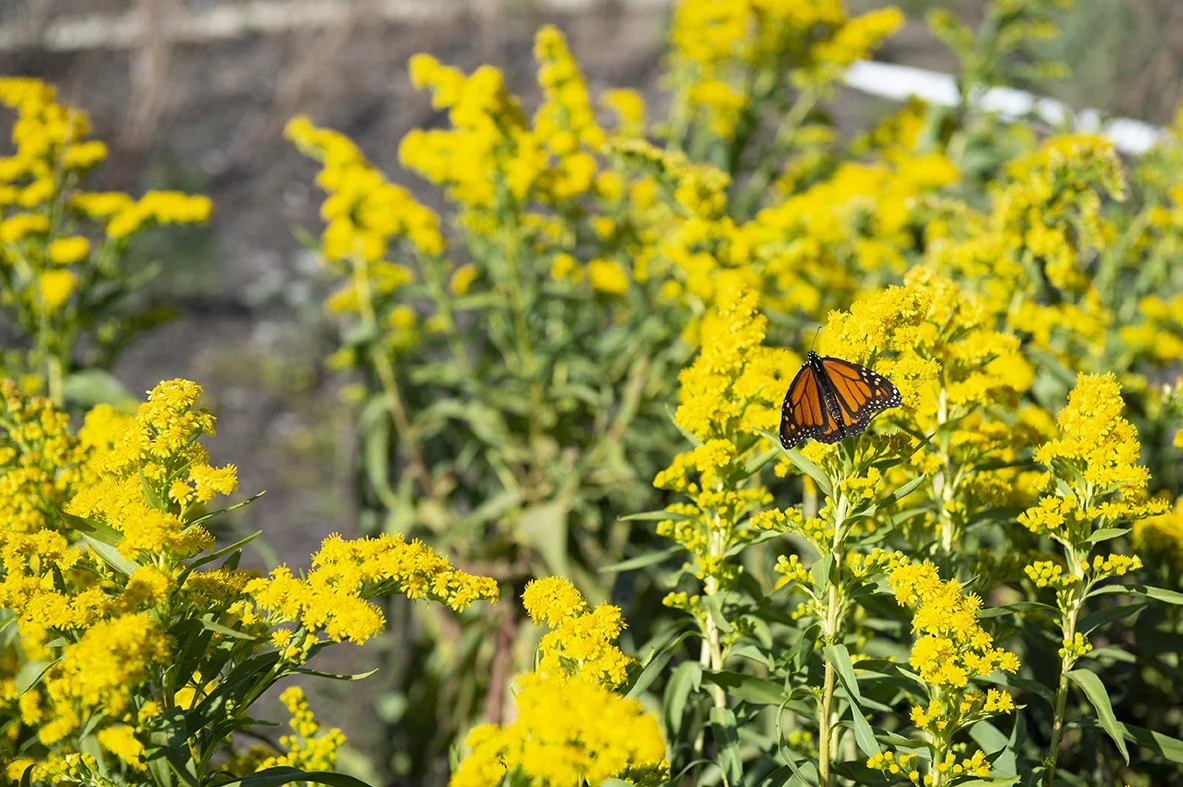 Passport through Parks: Pollinator Garden