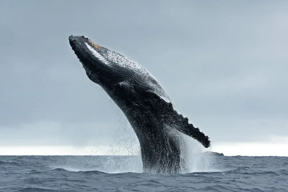 Marine Mammal Day