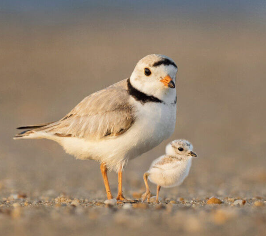 Plover Hike