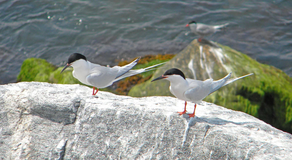 Pride in Biodiversity: Local Birds