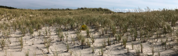 Dune Grasses Play an Essential Role in Shaping and Protecting Coastal Environments