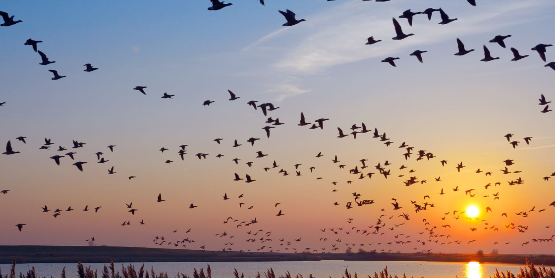 Birding Hike