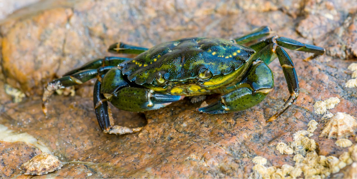 STEAM Workshop: Green Crab Dissection