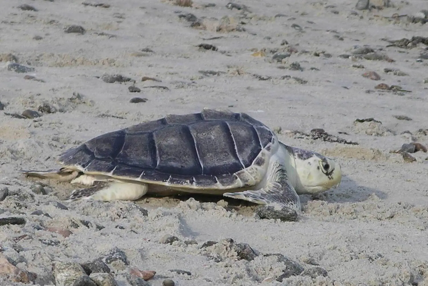 Cold Stunning in Sea Turtles