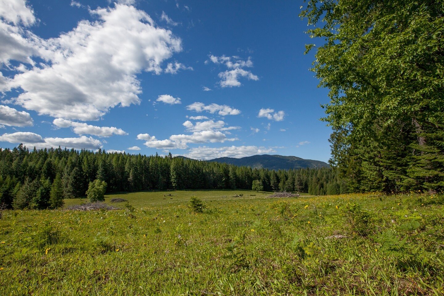 🙏 We've got nothin' but #GRATITUDE for YOU! Thank you for your kind support while #PineStreetWoods and the Syringa Trails Network has been closed due to the rapid spring thaw. This epic weather is doing its thing to get the trails ready for reopenin