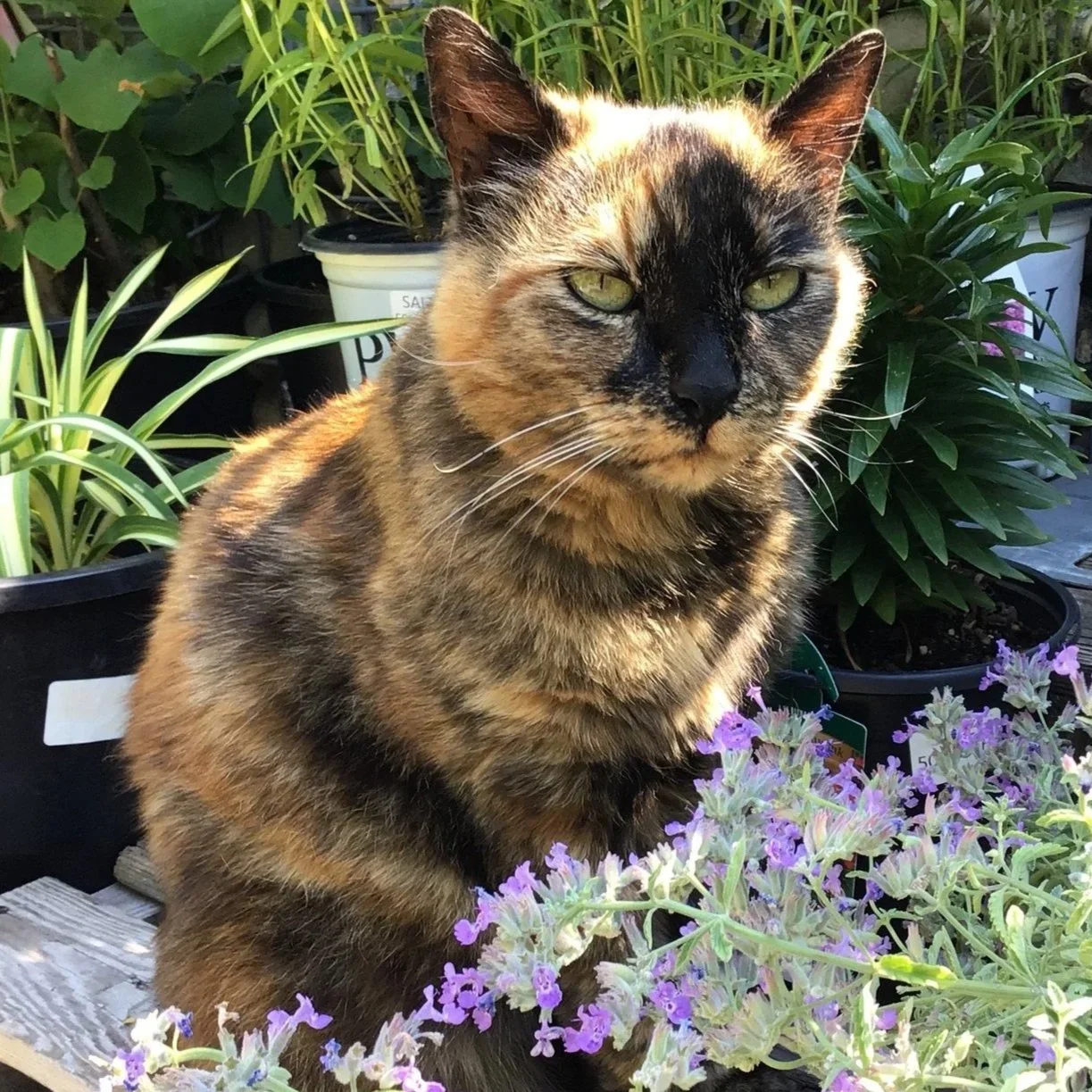 Aster Garden Center Grand Re-Opening