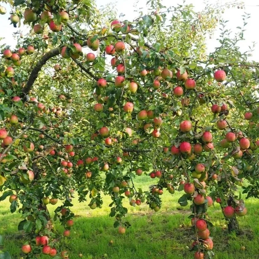 KFS - Tree Pruning