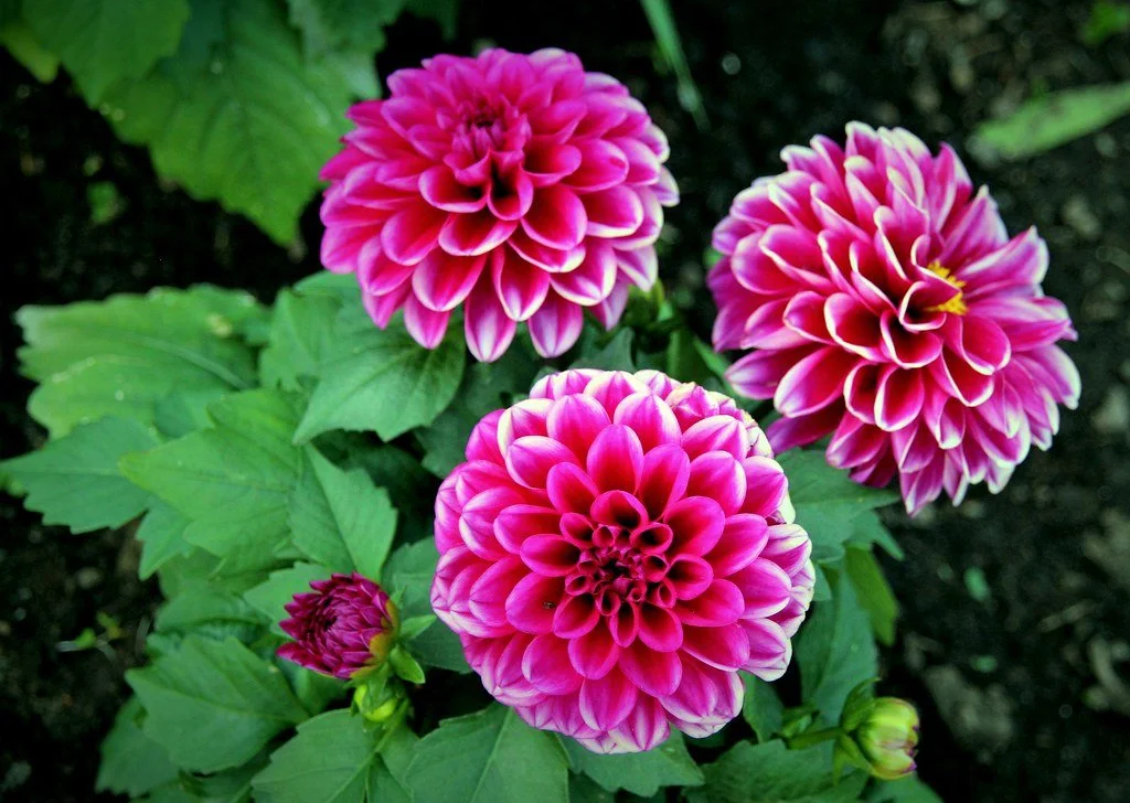 Mother's Day at Aster