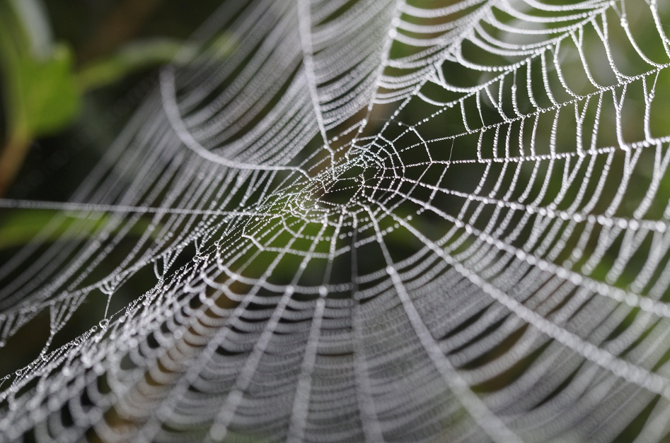 Cobweb Broom